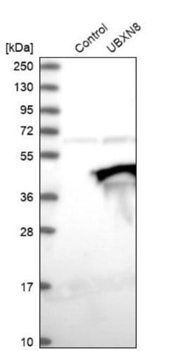 UBXN8 Antibody, Novus Biologicals 25 &mu;L; UBXN8 Antibody; Unconjugated:Antibodies,